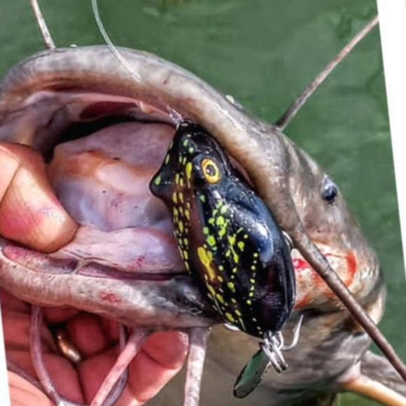 Catfish Popper - Dart Frog - Fish On Tackle Store
