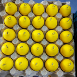 Lenses For Oldies Casting Balls - Fish On Tackle Store