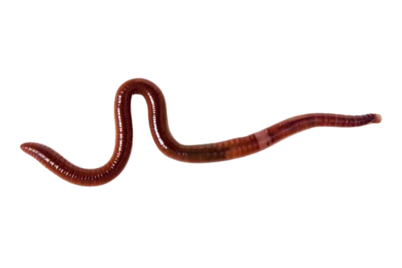 Earthworms - Fish On Tackle Store